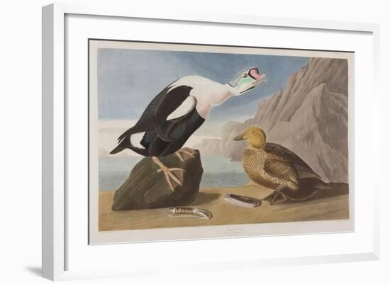 Illustration from 'Birds of America', 1827-38 (Hand-Coloured and Aquatint)-John James Audubon-Framed Premium Giclee Print