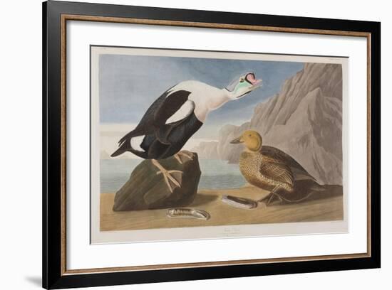 Illustration from 'Birds of America', 1827-38 (Hand-Coloured and Aquatint)-John James Audubon-Framed Giclee Print