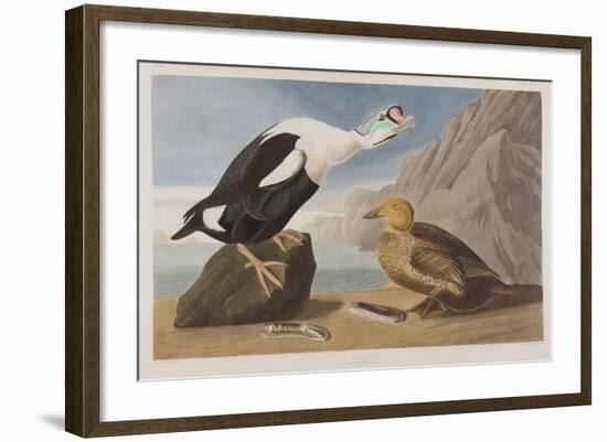 Illustration from 'Birds of America', 1827-38 (Hand-Coloured and Aquatint)-John James Audubon-Framed Giclee Print