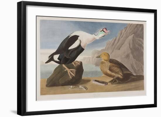 Illustration from 'Birds of America', 1827-38 (Hand-Coloured and Aquatint)-John James Audubon-Framed Giclee Print