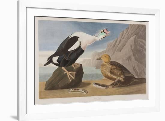 Illustration from 'Birds of America', 1827-38 (Hand-Coloured and Aquatint)-John James Audubon-Framed Premium Giclee Print