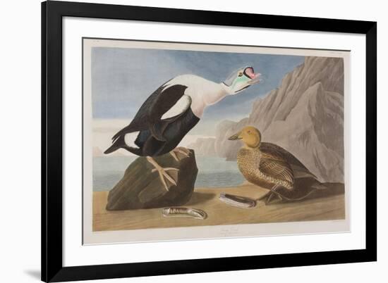 Illustration from 'Birds of America', 1827-38 (Hand-Coloured and Aquatint)-John James Audubon-Framed Premium Giclee Print