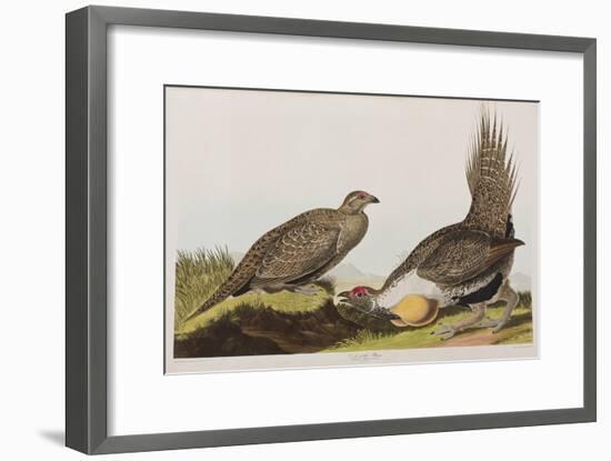 Illustration from 'Birds of America', 1827-38 (Hand-Coloured and Aquatint)-John James Audubon-Framed Giclee Print