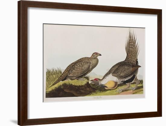 Illustration from 'Birds of America', 1827-38 (Hand-Coloured and Aquatint)-John James Audubon-Framed Giclee Print