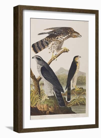 Illustration from 'Birds of America', 1827-38 (Hand-Coloured and Aquatint)-John James Audubon-Framed Giclee Print