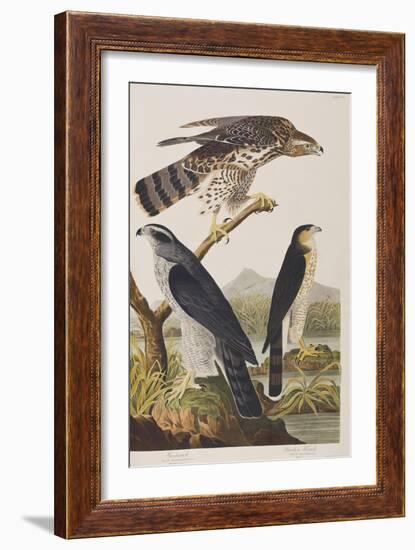 Illustration from 'Birds of America', 1827-38 (Hand-Coloured and Aquatint)-John James Audubon-Framed Giclee Print