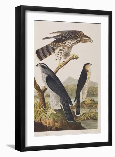 Illustration from 'Birds of America', 1827-38 (Hand-Coloured and Aquatint)-John James Audubon-Framed Giclee Print