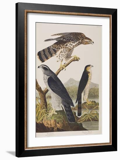 Illustration from 'Birds of America', 1827-38 (Hand-Coloured and Aquatint)-John James Audubon-Framed Giclee Print