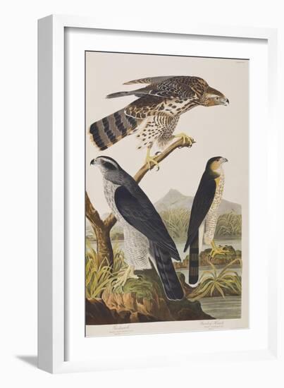 Illustration from 'Birds of America', 1827-38 (Hand-Coloured and Aquatint)-John James Audubon-Framed Giclee Print