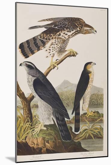 Illustration from 'Birds of America', 1827-38 (Hand-Coloured and Aquatint)-John James Audubon-Mounted Giclee Print