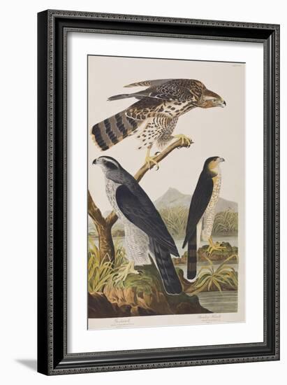 Illustration from 'Birds of America', 1827-38 (Hand-Coloured and Aquatint)-John James Audubon-Framed Giclee Print