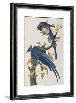 Illustration from 'Birds of America', 1827-38-John James Audubon-Framed Giclee Print
