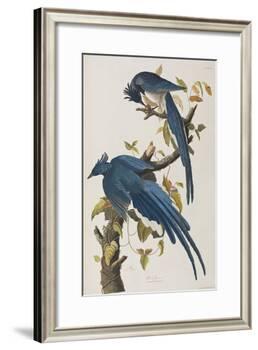 Illustration from 'Birds of America', 1827-38-John James Audubon-Framed Giclee Print