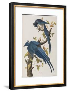 Illustration from 'Birds of America', 1827-38-John James Audubon-Framed Giclee Print