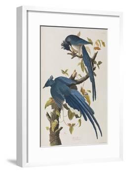 Illustration from 'Birds of America', 1827-38-John James Audubon-Framed Giclee Print