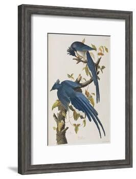 Illustration from 'Birds of America', 1827-38-John James Audubon-Framed Giclee Print