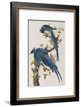Illustration from 'Birds of America', 1827-38-John James Audubon-Framed Giclee Print