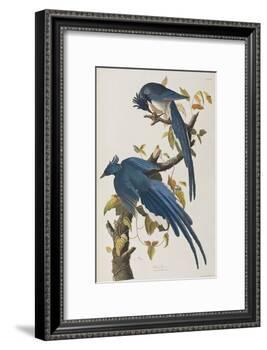 Illustration from 'Birds of America', 1827-38-John James Audubon-Framed Giclee Print