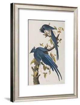 Illustration from 'Birds of America', 1827-38-John James Audubon-Framed Giclee Print