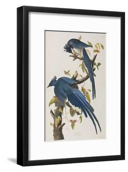 Illustration from 'Birds of America', 1827-38-John James Audubon-Framed Giclee Print