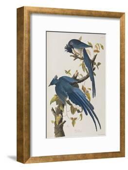 Illustration from 'Birds of America', 1827-38-John James Audubon-Framed Giclee Print