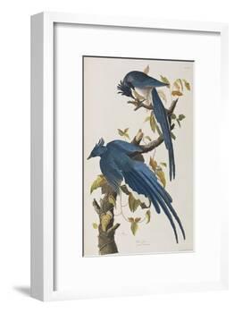 Illustration from 'Birds of America', 1827-38-John James Audubon-Framed Giclee Print