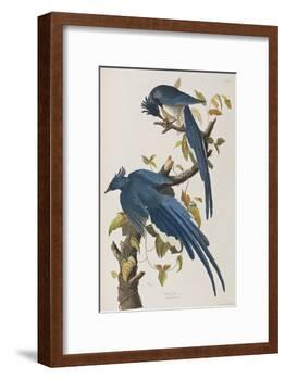 Illustration from 'Birds of America', 1827-38-John James Audubon-Framed Giclee Print