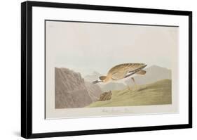Illustration from 'Birds of America', 1827-38-John James Audubon-Framed Giclee Print