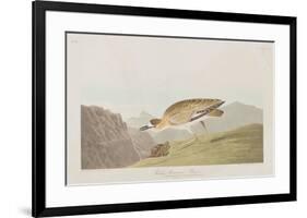 Illustration from 'Birds of America', 1827-38-John James Audubon-Framed Giclee Print