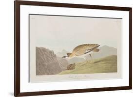 Illustration from 'Birds of America', 1827-38-John James Audubon-Framed Giclee Print