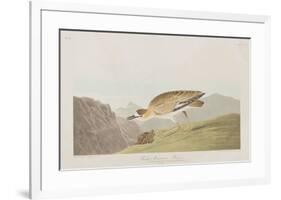 Illustration from 'Birds of America', 1827-38-John James Audubon-Framed Giclee Print