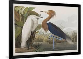 Illustration from 'Birds of America', 1827-38-John James Audubon-Framed Giclee Print