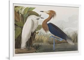 Illustration from 'Birds of America', 1827-38-John James Audubon-Framed Giclee Print