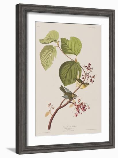 Illustration from 'Birds of America', 1827-38-John James Audubon-Framed Giclee Print