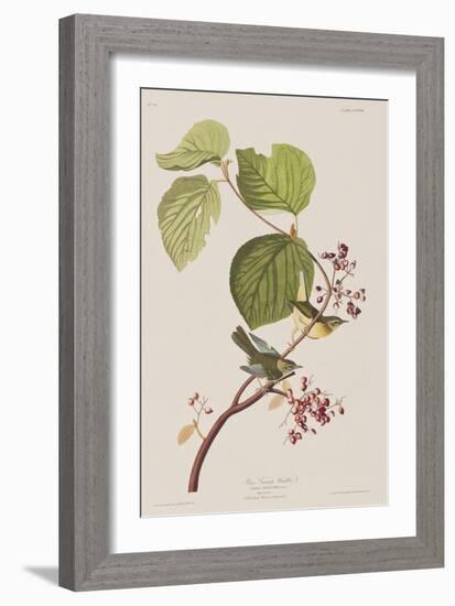 Illustration from 'Birds of America', 1827-38-John James Audubon-Framed Giclee Print