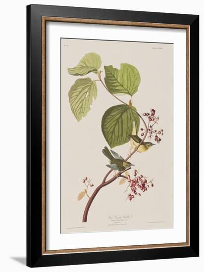 Illustration from 'Birds of America', 1827-38-John James Audubon-Framed Giclee Print