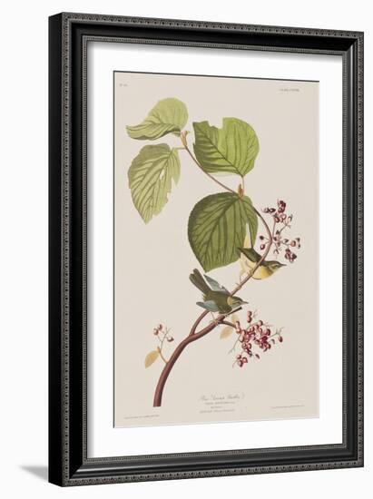 Illustration from 'Birds of America', 1827-38-John James Audubon-Framed Giclee Print