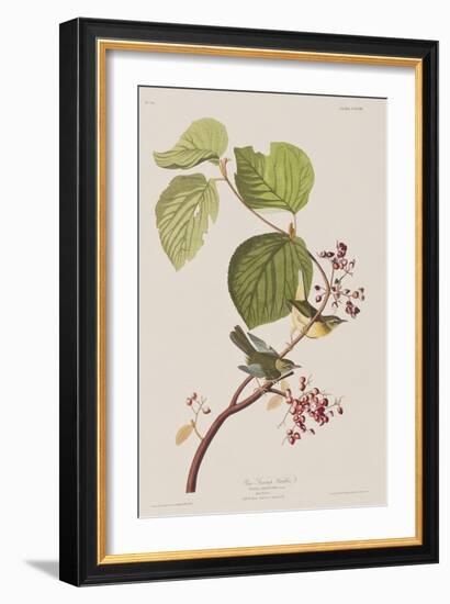 Illustration from 'Birds of America', 1827-38-John James Audubon-Framed Giclee Print