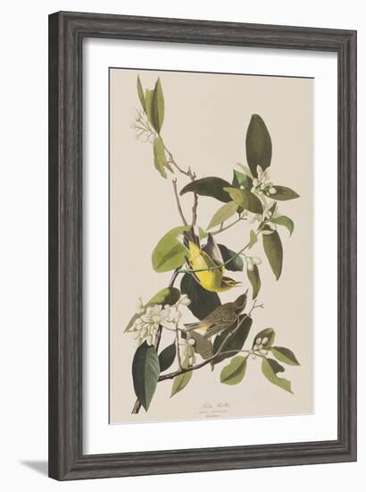 Illustration from 'Birds of America', 1827-38-John James Audubon-Framed Giclee Print