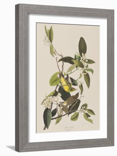 Illustration from 'Birds of America', 1827-38-John James Audubon-Framed Giclee Print