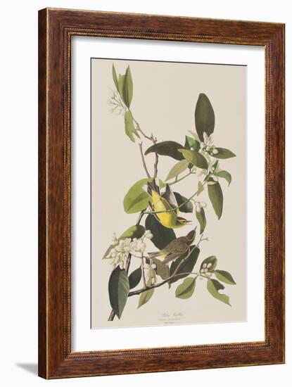 Illustration from 'Birds of America', 1827-38-John James Audubon-Framed Giclee Print