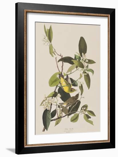 Illustration from 'Birds of America', 1827-38-John James Audubon-Framed Giclee Print