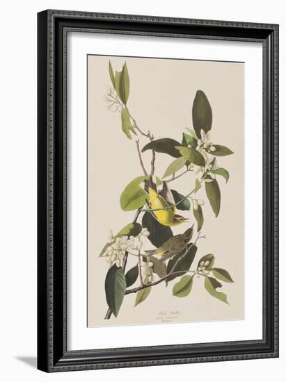 Illustration from 'Birds of America', 1827-38-John James Audubon-Framed Giclee Print