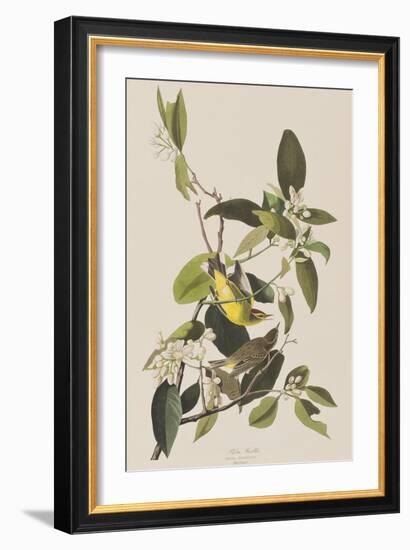 Illustration from 'Birds of America', 1827-38-John James Audubon-Framed Giclee Print