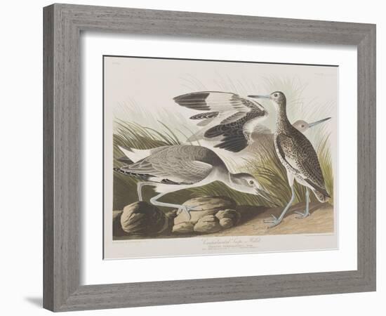 Illustration from 'Birds of America', 1827-38-John James Audubon-Framed Giclee Print