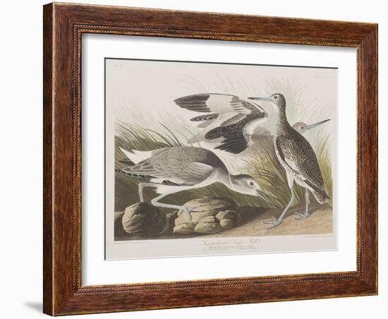 Illustration from 'Birds of America', 1827-38-John James Audubon-Framed Giclee Print