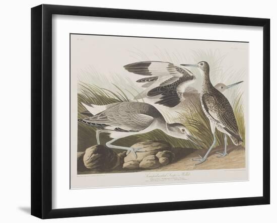 Illustration from 'Birds of America', 1827-38-John James Audubon-Framed Giclee Print