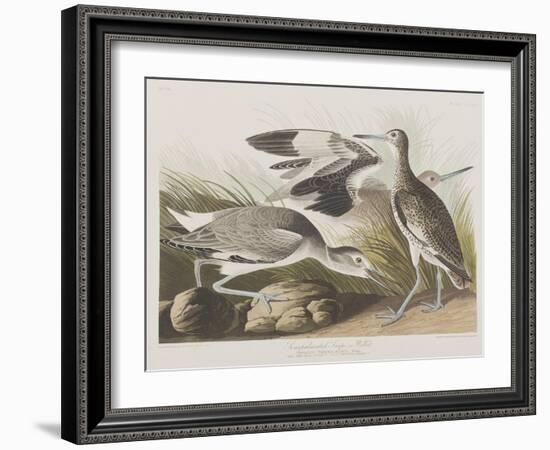 Illustration from 'Birds of America', 1827-38-John James Audubon-Framed Giclee Print