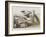 Illustration from 'Birds of America', 1827-38-John James Audubon-Framed Giclee Print