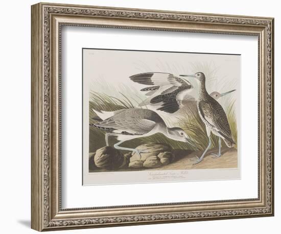 Illustration from 'Birds of America', 1827-38-John James Audubon-Framed Giclee Print